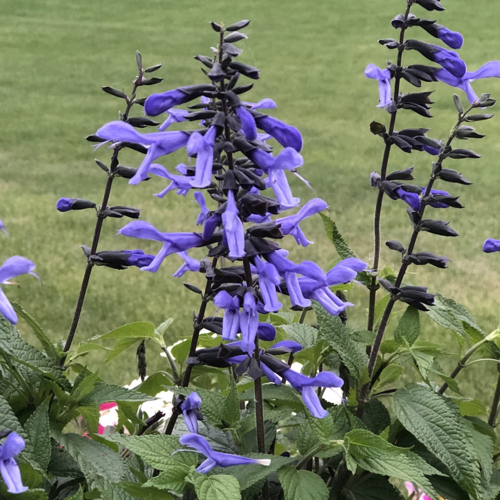 Picture of: ROCKIN’® BLUE SUEDE SHOES™ Salvia – Garden Crossings