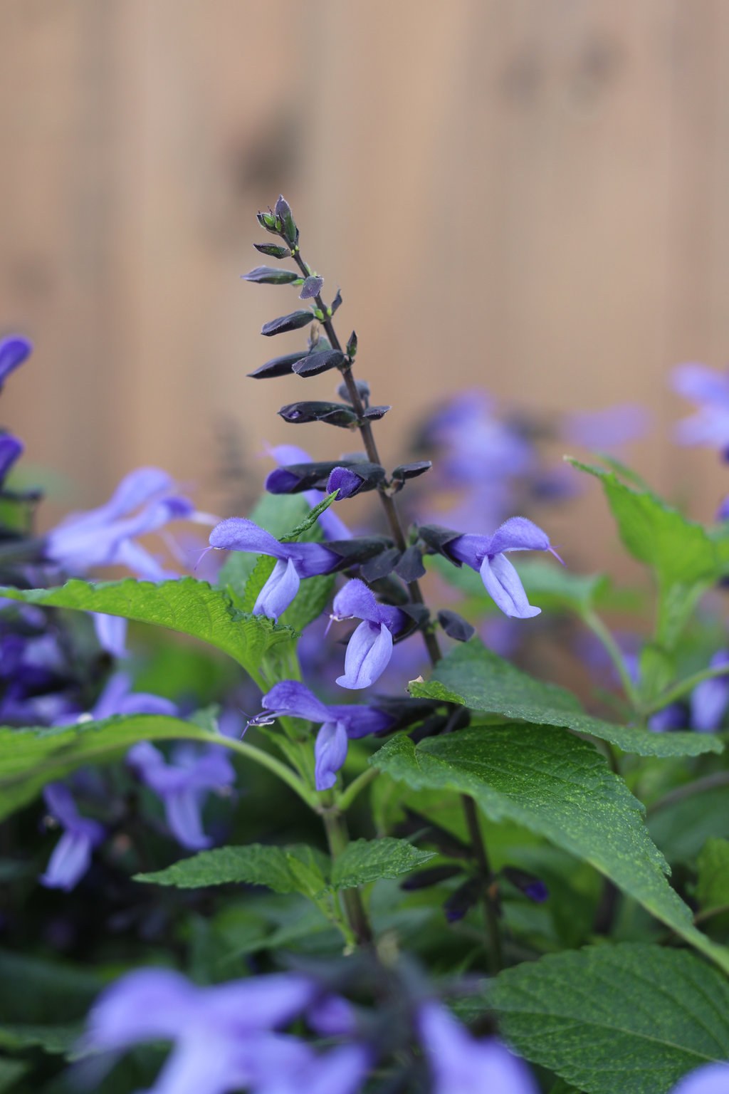 Picture of: Rockin’® Blue Suede Shoes™ – Salvia hybrid  Proven Winners